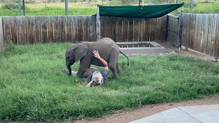 Happy Orphanage Moments with Baby Elephant Phabeni amp All His Animal Friends [upl. by Risser]