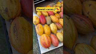 Harvested cacao pods on Sunday amp picked up pods from Gary in Kilauea Will open amp process into 🍫🍫 [upl. by Jain785]