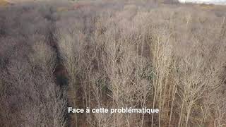 Face à lencre du châtaignier des coupes et des reboisements nécessaires en forêt de Montmorency [upl. by Paola]