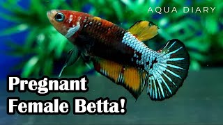 How To find Betta fish Ready for Breeding [upl. by Fernald]