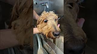 Goldendoodle needs a Grooming goldendoodle [upl. by Naujal]