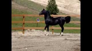 DA Sir Dierich Black Arabian Stallion at Liberty [upl. by Neik770]