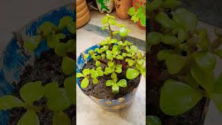 Jade Plant Growth 📈 gardening jade [upl. by Olivier]