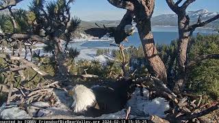 Two fish and a young sub adult FOBBV CAM Big Bear Bald Eagle Live Nest  Cam 1  Wide View  Cam 2 [upl. by Darcia30]