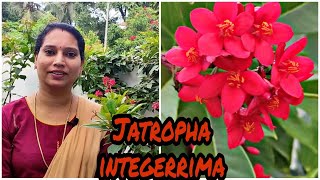 Jatropha integerrima plantgrow and careMalayalam [upl. by Aurea825]