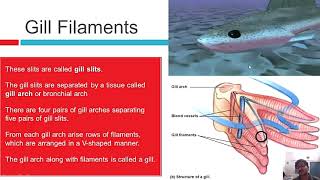 Gaseous exchange in Fishes  Respiration in Fishes [upl. by Karyn]