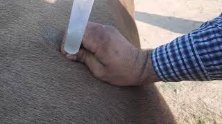 Needle trocarization for relieving bloat in cattle [upl. by Sirahs]