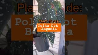 Everything you need to know about Polka Dot Begonia [upl. by Redliw]