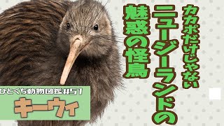 ひとくち動物図鑑51 キーウィ～ニュージーランド代表はカカポだけじゃない！～ VOICEROID解説 [upl. by Derriey]