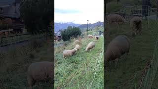 The sheep are grazing on the grass in VillarssurOllon Switzerland sheep villarssurollon [upl. by Hyacinthe]