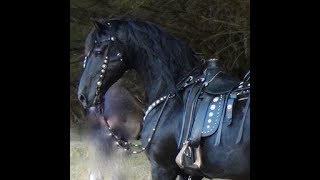 FRIESIAN HORSE  A Documentary about the Amazing Friesian Horse [upl. by Imekawulo]