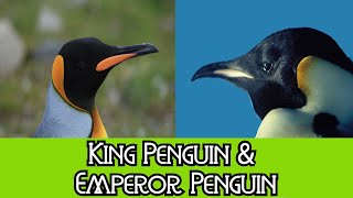 King Penguin amp Emperor Penguin  The Differences [upl. by Adnael]