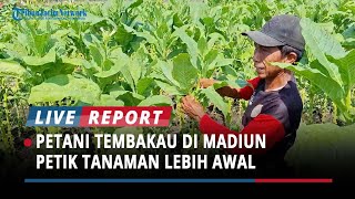 SUDAH HUJAN Petani Tembakau di Kabupaten Madiun Petik Lebih Awal Antisipasi Gagal Panen [upl. by Eimyaj144]