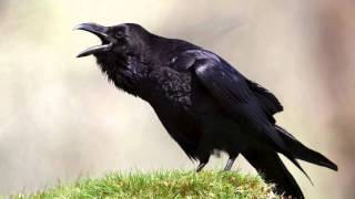 The Raven Himself is Hoarse Analysis  Macbeth Act 1 Scene 5 [upl. by Diet]