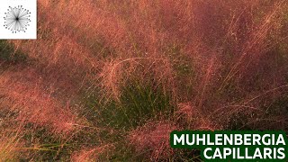 Todo sobre la Gramínea Muhlenbergia capillaris [upl. by Sidnal956]