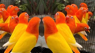 Afrecan Lovebirds Colony Breeding Setup  How To Breed Lovebird In Open Aviary BirdCage Video Sound [upl. by Yorgos]