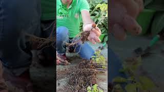 نتائج زراعة الجهنمية من العُقل Growing Bougainvillea from Cuttings الجهنمية bougainvillea [upl. by Gilberto]