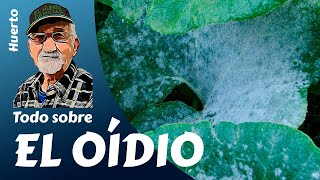 EL OIDIO Todo lo que necesitas saber sobre el oídio en las plantas [upl. by Haslam]