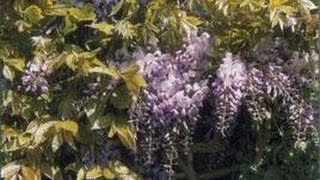 Plantes grimpantes  Bougainvillée Glycine Jasmin et Rhyncospermum [upl. by Chet]