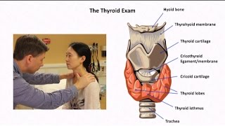 The Thyroid Exam and Physical Diagnosis of Thyroid Disease [upl. by Neerol]