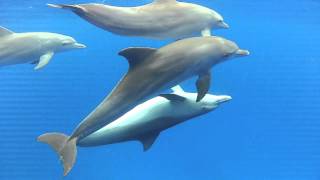 Dolphins mating in the wild [upl. by Saidnac656]