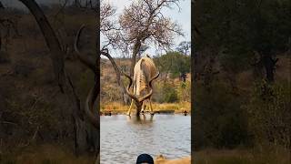 Kudu Drinking Water wildlife animals shortsfeed viralvideo [upl. by Anorahs635]