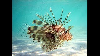 Facts The Lionfish [upl. by Irwinn]