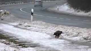 Mäusebussard mit Kaninchen [upl. by Buffo467]