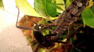 Black Velvet Stick Insects peruphasma schultei [upl. by Bitthia]