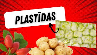 Plastīdas hromoplasti hloroplasti leikoplasti  Plastids [upl. by Bough753]