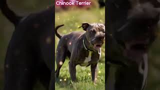 Hairless Terrier vs Chinook dog breed Hybrid [upl. by Anotyad]