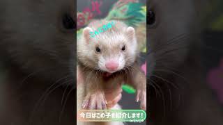 横浜 フェレット フェレット紹介 フェレットワールド ferret フェレットのいる生活 フェレットワールドみなとみらい店 ファーファームアンゴラフェレットバタースコッチ [upl. by Tingley614]