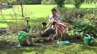 How to Plant a Phormium [upl. by Annuahsal]