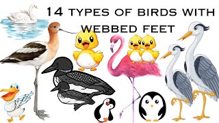 14 types of birds with webbed feet  Webbed feet animals  Webbed feet birds [upl. by Hedva]