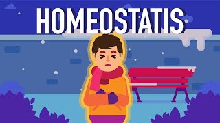 What is Homeostasis [upl. by Donata]