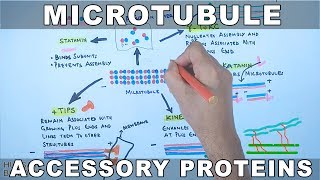 Accessory Proteins of Microtubule Cytoskeleton System [upl. by Jamey959]