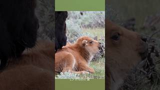 Adorable Baby Bison Receives Affection from Mom 🦬 animals bison nature [upl. by Miza]