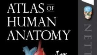 Netters Atlas Of Human Anatomy  REVIEW OF THE BOOK  2019 [upl. by Pirali943]