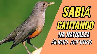 O CAnto Da SaBIÁSABiÁ CANTANDO NA NATUREZA \ \ ÁUDiO 100 RETIRADO da NaturezaTurdus rufiventris [upl. by Nyvrem358]