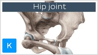 Hip joint  Bones ligaments blood supply and innervation  Anatomy  Kenhub [upl. by Ivon]