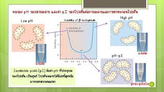 Biochem Lab I Physicochemical properties of proteins [upl. by Mitinger967]