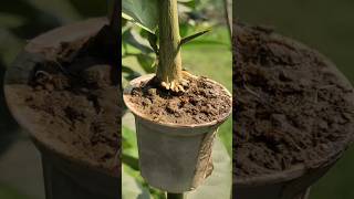 propagation shortvideo nature [upl. by Drofnats]