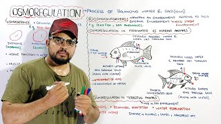 Osmoregulation Osmoregulators amp Osmoconformers Osmoregulation in freshwater marine amp terrestial [upl. by Threlkeld]