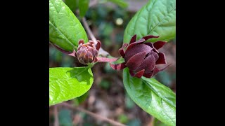 Carolina Allspice Plant Profile [upl. by Booth253]