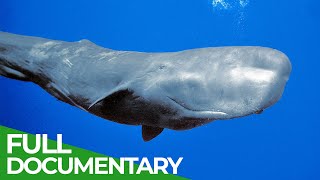 Sperm Whales  Titans of the Deep  Free Documentary Nature [upl. by Nykal]