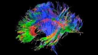 Lecture 3 The Structure of the Neocortex [upl. by Schluter697]