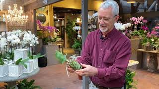 How to Repot Your Phalaenopsis Orchids with Steve Hampson [upl. by Wandis]