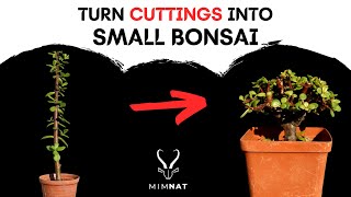 Easily turn cuttings into small BONSAI  Spekboom  Dwarf Jade [upl. by Occer]