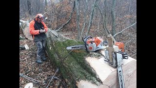 Abattage dun Hêtre STIHL 046AV [upl. by Fae]