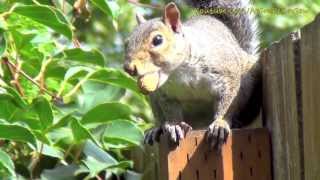 Cute Squirrel Eating Nuts [upl. by Selec]